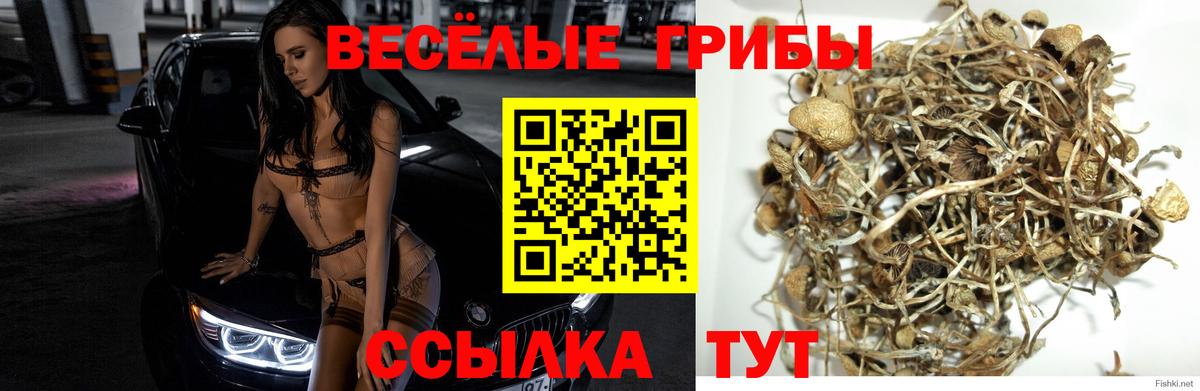 Псилоцибиновые грибы мицелий  Вход с VPN  Корсаков 